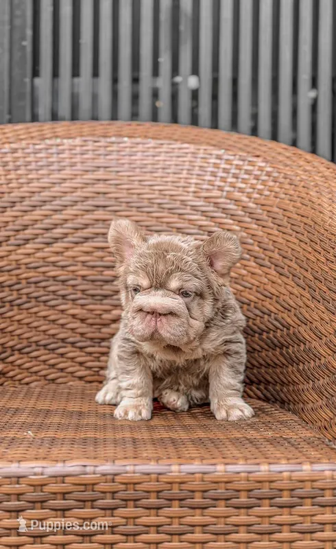 King Rope – French Bulldog puppy for sale in Los Angeles, CA