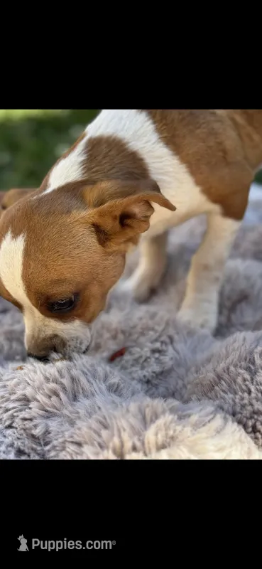 Charlie – Chihuahua puppy for sale in Charlotte, NC