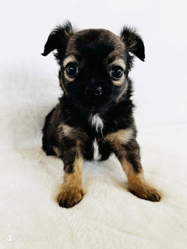 Bonanza  – Chihuahua puppy for sale in Star Prairie, WI
