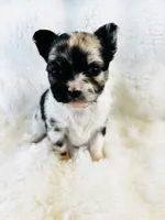 Northern Lights Runt, a female Chihuahua for sale in Star Prairie, WI – 2 of 6