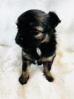 Bonanza , a female Chihuahua for sale in Star Prairie, WI – 2 of 6