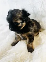 Otto, a male Chihuahua for sale in Star Prairie, WI – 2 of 6