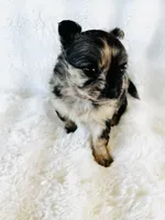 Susitna, a female Chihuahua for sale in Star Prairie, WI – 4 of 7