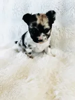 Northern Lights Runt, a female Chihuahua for sale in Star Prairie, WI – 4 of 6
