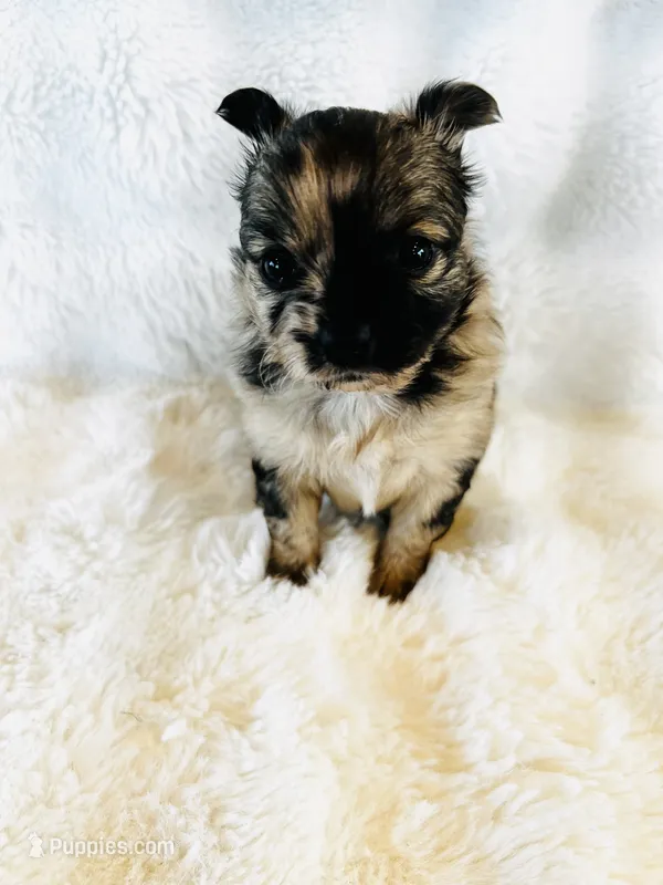 Susitna – Chihuahua puppy for sale in Star Prairie, WI
