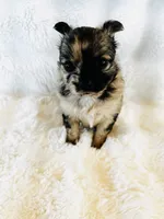 Susitna, a female Chihuahua for sale in Star Prairie, WI – 1 of 7