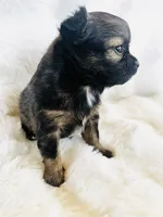 Bonanza , a female Chihuahua for sale in Star Prairie, WI – 4 of 6
