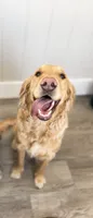 Pixee, a female Golden Retriever for sale in Star Prairie, WI – 1 of 1