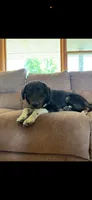 Haven, a female Border Collie for sale in Star Prairie, WI – 4 of 4