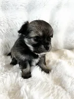 Talkeetna, a female Chihuahua for sale in Star Prairie, WI – 3 of 6