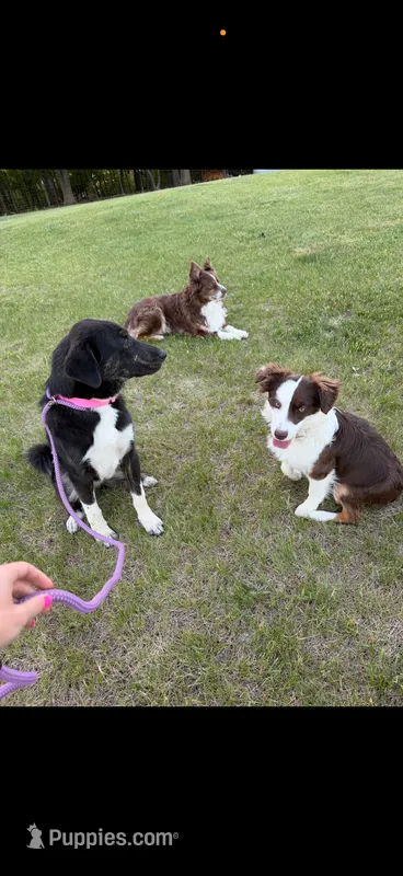 Haven – Border Collie, Labrador Retriever puppy for sale in Star Prairie, WI