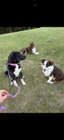 Haven, a female Border Collie for sale in Star Prairie, WI – 3 of 4
