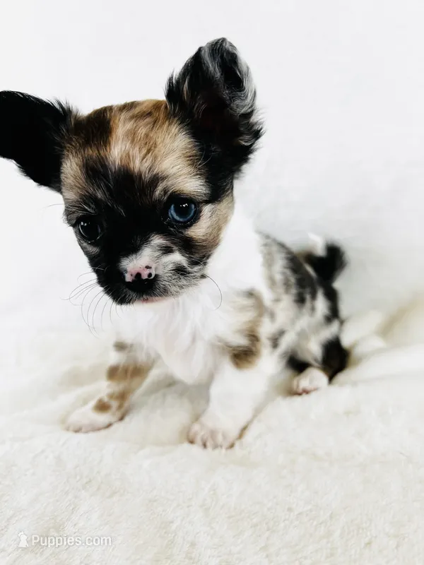Northern Lights Runt – Chihuahua puppy for sale in Star Prairie, WI