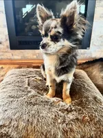 Talkeetna, a female Chihuahua for sale in Star Prairie, WI – 5 of 6