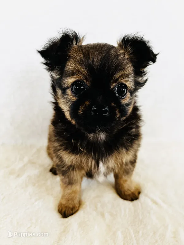 Otto – Chihuahua puppy for sale in Star Prairie, WI