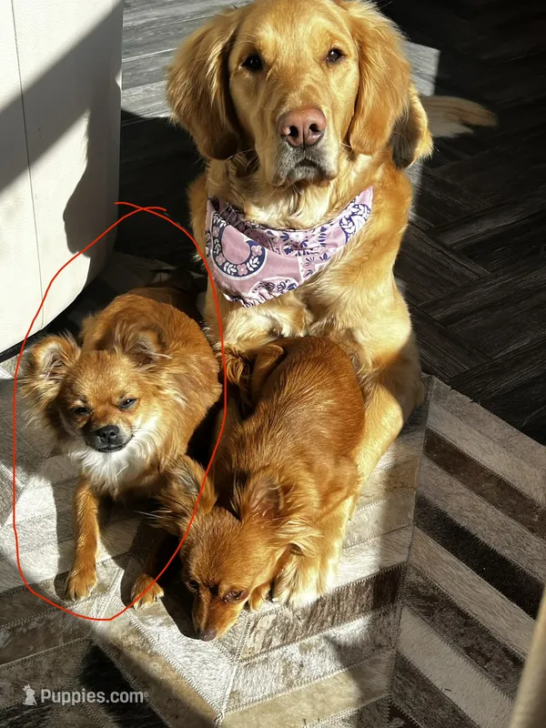 Pudge – Chihuahua puppy for sale in Star Prairie, WI