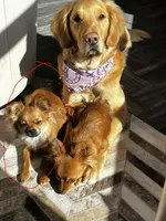 Pudge, a female Chihuahua for sale in Star Prairie, WI – 1 of 3