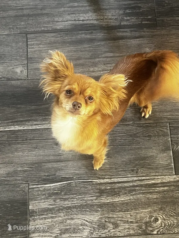 Rosie – Chihuahua puppy for sale in Star Prairie, WI