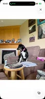 Haven, a female Border Collie and Labrador Retriever for sale in Star Prairie, WI – 4 of 4