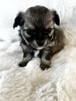 Talkeetna, a female Chihuahua for sale in Star Prairie, WI – 2 of 6