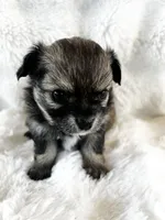 Talkeetna, a female Chihuahua for sale in Star Prairie, WI – 4 of 6