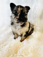 Susitna, a female Chihuahua for sale in Star Prairie, WI – 2 of 7