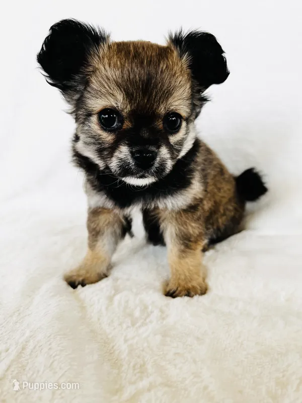 Talkeetna – Chihuahua puppy for sale in Star Prairie, WI