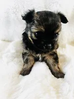 Otto, a male Chihuahua for sale in Star Prairie, WI – 4 of 6