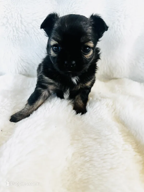 Bonanza  – Chihuahua puppy for sale in Star Prairie, WI