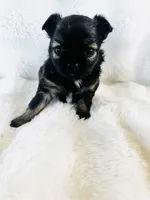Bonanza , a female Chihuahua for sale in Star Prairie, WI – 1 of 6