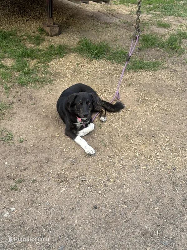 Haven, a female Border Collie for sale in Star Prairie, WI – 1 of 4