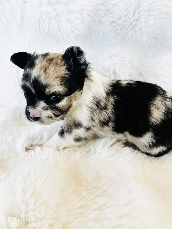 Northern Lights Runt – Chihuahua puppy for sale in Star Prairie, WI