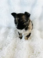 Susitna, a female Chihuahua for sale in Star Prairie, WI – 3 of 7