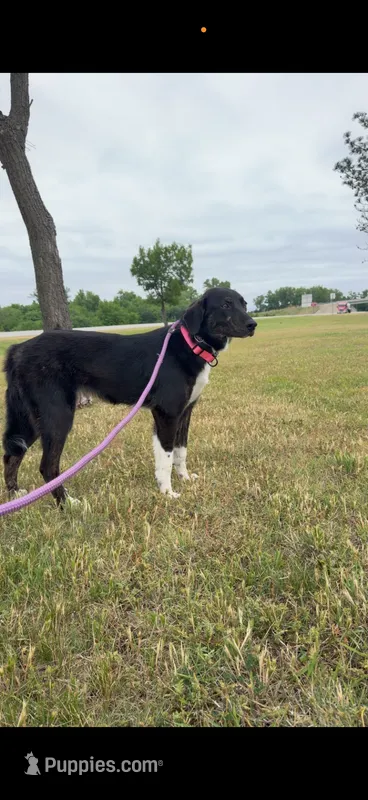Haven – Border Collie puppy for sale in Star Prairie, WI