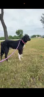 Haven, a female Border Collie for sale in Star Prairie, WI – 2 of 4