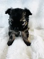 Otto, a male Chihuahua for sale in Star Prairie, WI – 1 of 6