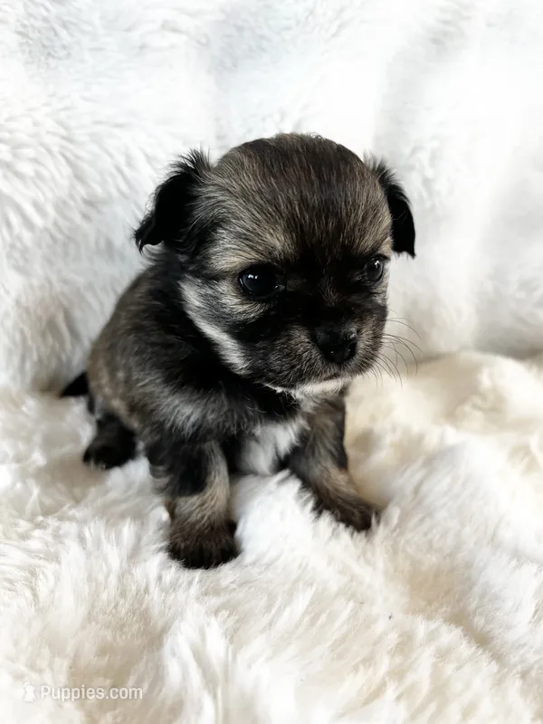 Talkeetna – Chihuahua puppy for sale in Star Prairie, WI