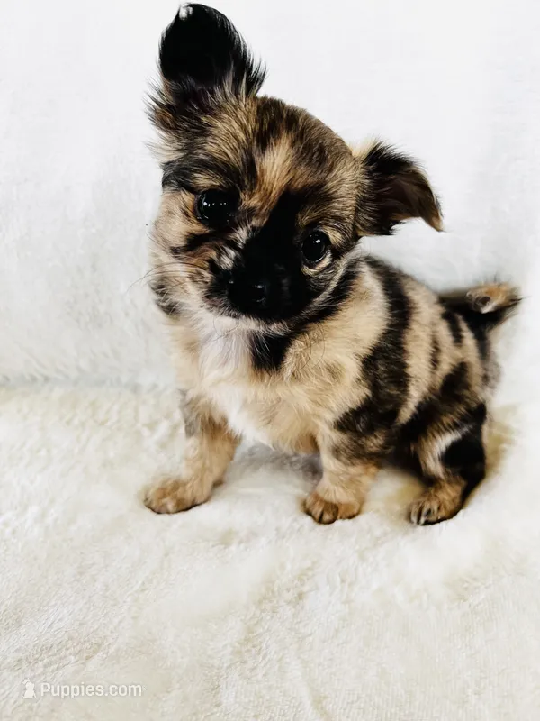 Susitna – Chihuahua puppy for sale in Star Prairie, WI