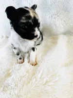 Northern Lights Runt, a female Chihuahua for sale in Star Prairie, WI – 3 of 6