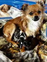 Bonanza , a female Chihuahua for sale in Star Prairie, WI – 6 of 6