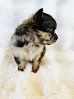 Susitna, a female Chihuahua for sale in Star Prairie, WI – 5 of 7