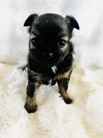 Bonanza , a female Chihuahua for sale in Star Prairie, WI – 3 of 6