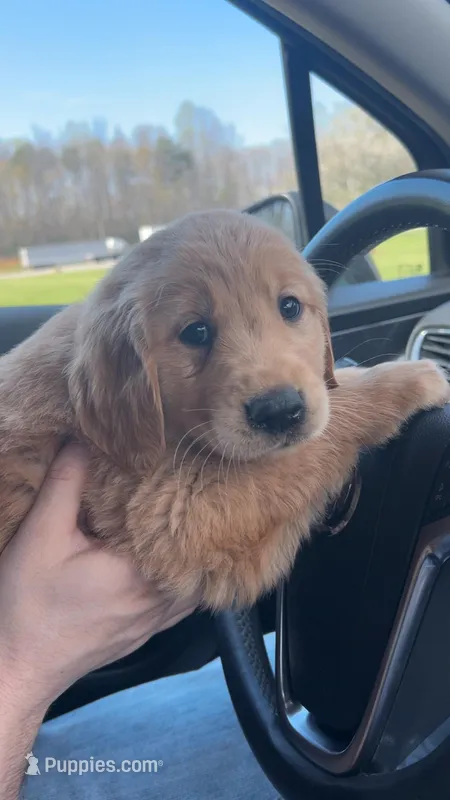 Daisy – Golden Retriever puppy for sale in King, NC
