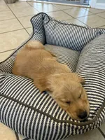 Daisy, a female Golden Retriever for sale in King, NC – Photo 4 of 4