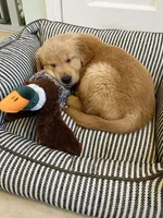 Daisy, a female Golden Retriever for sale in King, NC – Photo 3 of 4