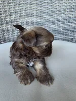 Liver male , a male Shih Tzu for sale in Granbury, TX – 2 of 8