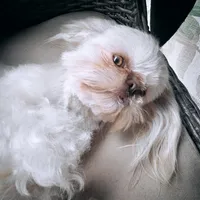 Liver male , a male Shih Tzu for sale in Granbury, TX – 8 of 8