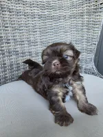Liver male , a male Shih Tzu for sale in Granbury, TX – 3 of 8