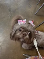 Liver male , a male Shih Tzu for sale in Granbury, TX – 7 of 8