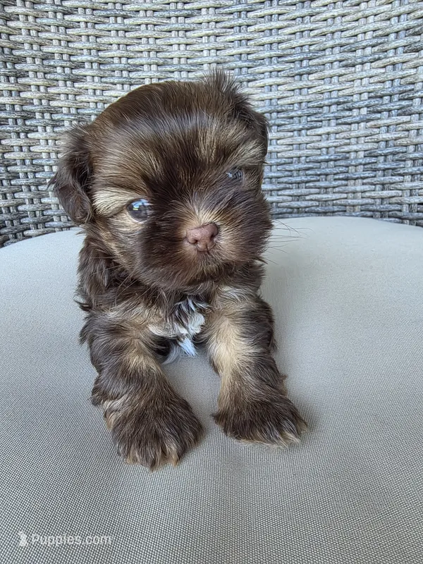 Liver male  – Shih Tzu puppy for sale in Granbury, TX